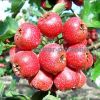 Уменьшенная картинка