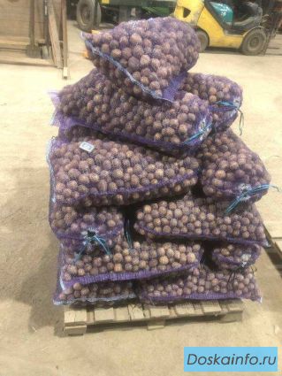 Картофель семенной