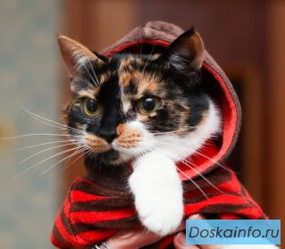  Молодая кошечка Маска в поисках замечательных хозяев.
