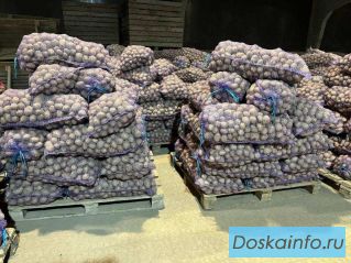Картофель от производителя