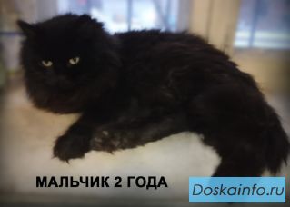 Черный супер кот!