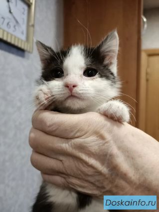 Бьюти Ищет дом