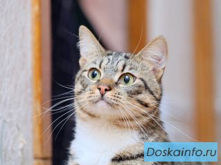 Неман ищет дом