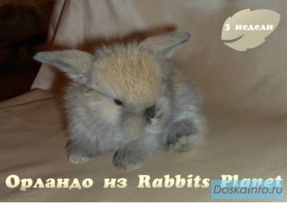 Продаются вислоухие крольчата тюрингенского окраса