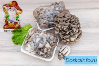 Грибы вешенки свежие купить оптом и в розницу