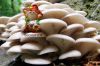 Уменьшенная картинка
