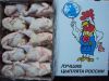 Цыплята, бройлерный по 1,5 кг. Высшего качества, опт от 40 т.