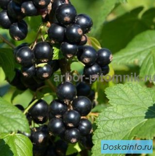 Саженцы смородины ЗКС, в горшках и в коме земли, с плодами из питомника 