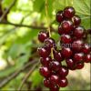 Уменьшенная картинка