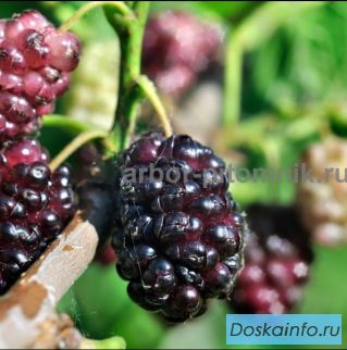Саженцы шелковицы, шелковица в горшках и в землянном коме с плодами 