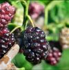Саженцы шелковицы, шелковица в горшках и в землянном коме с плодами 