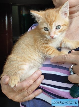 Котёнок (2 месяца), вес 750 г. Рыжий окрас