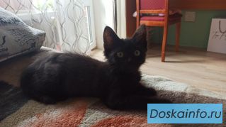 Котенок ищет дом