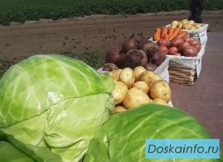 Свежий урожай картофеля 2022 года