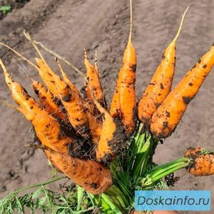Лучшие сорта моркови мелким и крупным оптом в Барнауле, Новоалтайске и Бийске