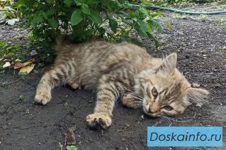 Милая мурчалка ОЧЕНЬ ищет дом