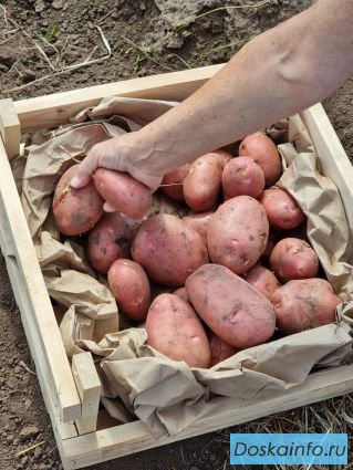 11 сортов отборного картофеля в Барнауле от поставщика