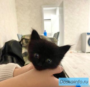 Котенок