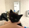 Котенок