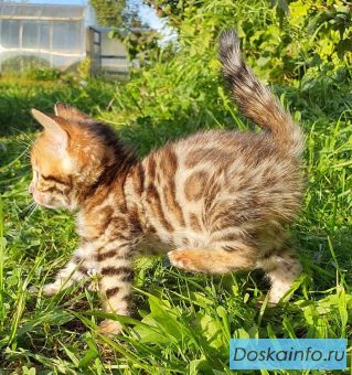 Бенгальские котята.