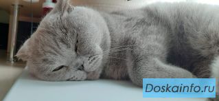 Отдам шотландку бесплатно