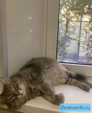 Кошки в добрые руки