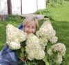 Метельчатая гортензия