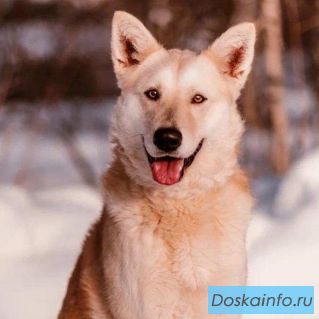 Алтай ищет дом