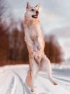 Уменьшенная картинка
