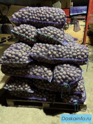 Картофель 35-45 оптом от производителя. Рязань