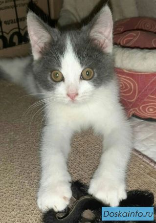 Котенок ищет семью