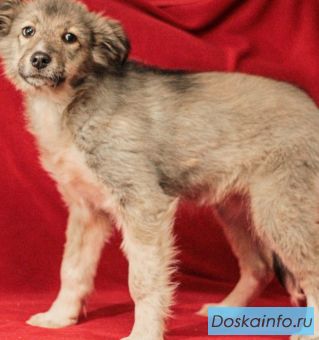 Юля в поисках дома 
