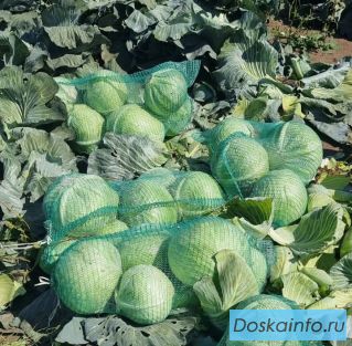 Капуста долгого хранения в Алтайском крае оптом