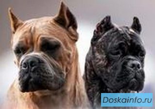 Кане корсо щенки
