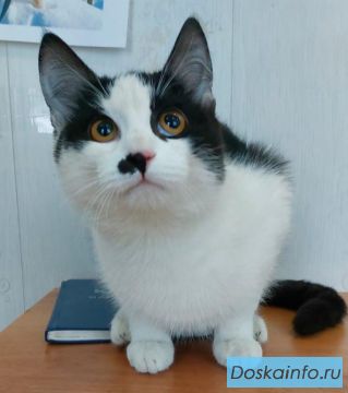 Ласковый черно-белый котенок в добрые руки