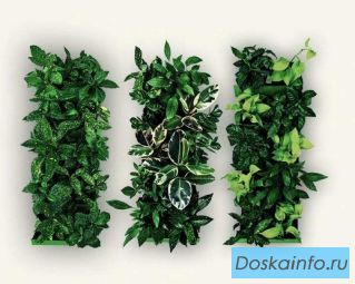 Вертикальное озеленение,сады из живых растений 