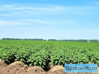 Продажа овощей в Алтайском крае со склада от поставщика