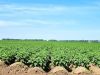 Продажа овощей в Алтайском крае со склада от поставщика