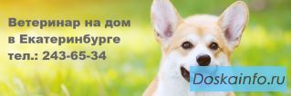 Ветеринарный врач для кошки на дом в Екатеринбурге