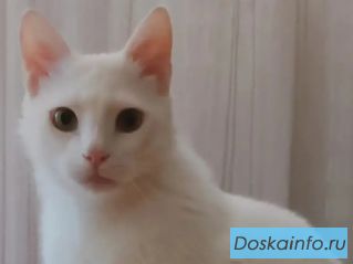 Котик Мартин ищет добрую семью
