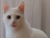 Котик Мартин ищет добрую семью