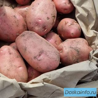 Ранний картофель в Алтайском крае оптом