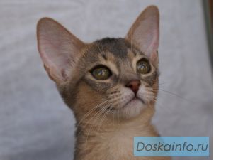 Абиссинские котята