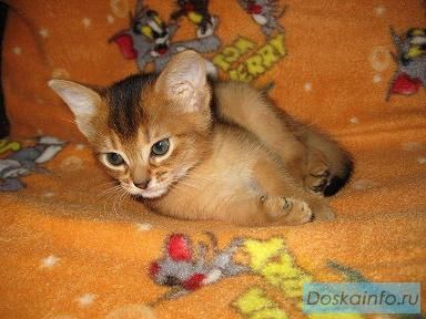 Абиссинские котята