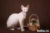 Уменьшенная картинка