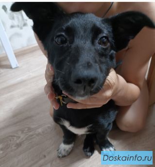 Щенок в добрые руки 