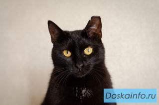 Латифа ищет семью