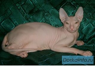 Котята Донского сфинкса
