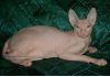 Котята Донского сфинкса