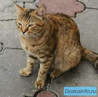 Прошу помощь с пристройством
